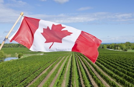 Практическо ръководство за пазара на европейски земеделски продукти в Канада