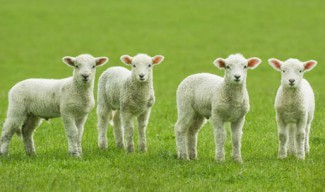 Bulgaria looses USD 50 million from Qatari lambs