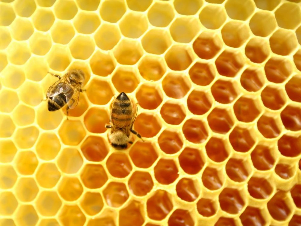 Bulgaria changes position over European ban on bee-harming pesticides