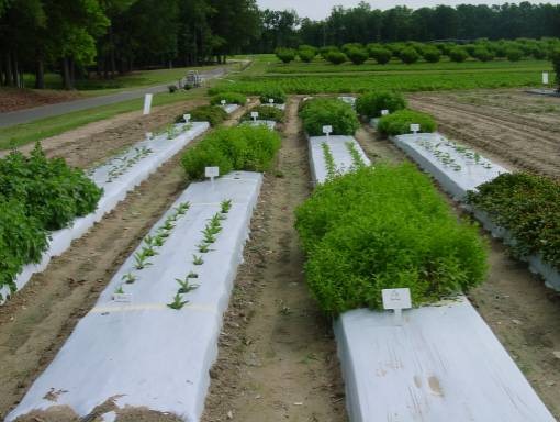 Dutch businessman buys 23 ha of land to grow herbs in Bulgaria