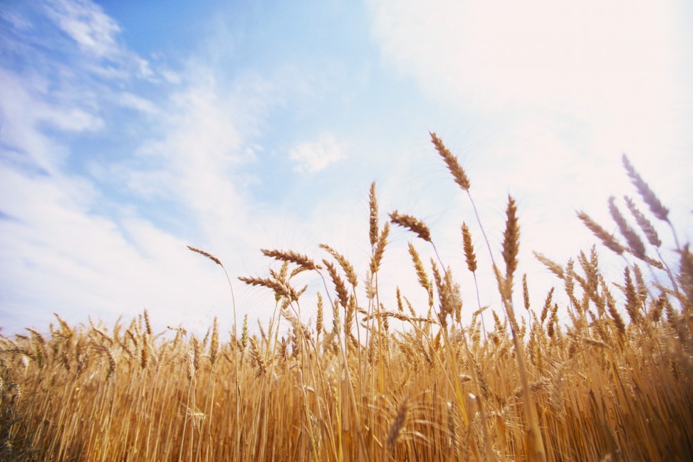 Bulgaria to Export over 2 M Tonnes of Wheat in 2014
