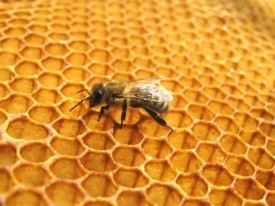 Study: Europe urgently needs 7 billion bees