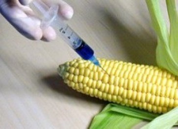 Five years ban for production of GMOs in Bulgaria