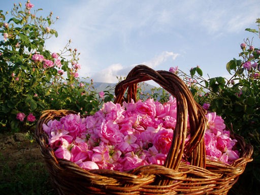 Agri Minister Mulls Bulgarian Rose Act